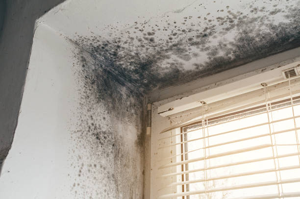 Affordable Mold Cleanup solutions in Coats, NC